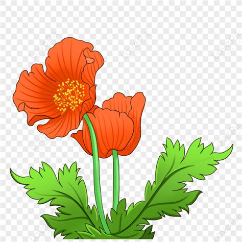 Poppy Flower Drugs Plant Poppy Flower PNG Transparent Background And