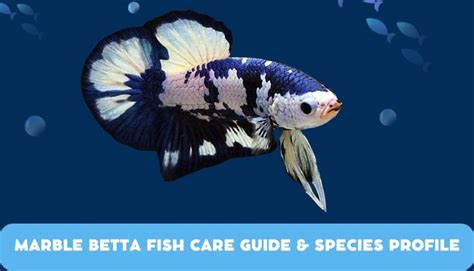 Types Of Betta Fish Complete Guide On Color Pattern Variations