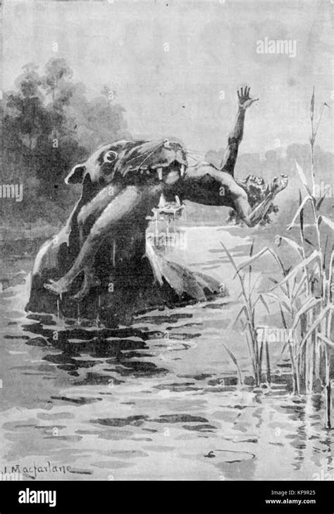 illustration ou description du bunyip une creature mythique du
