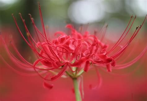 Flowers That Represent Death In Japan The Magical Red Spider Lilies