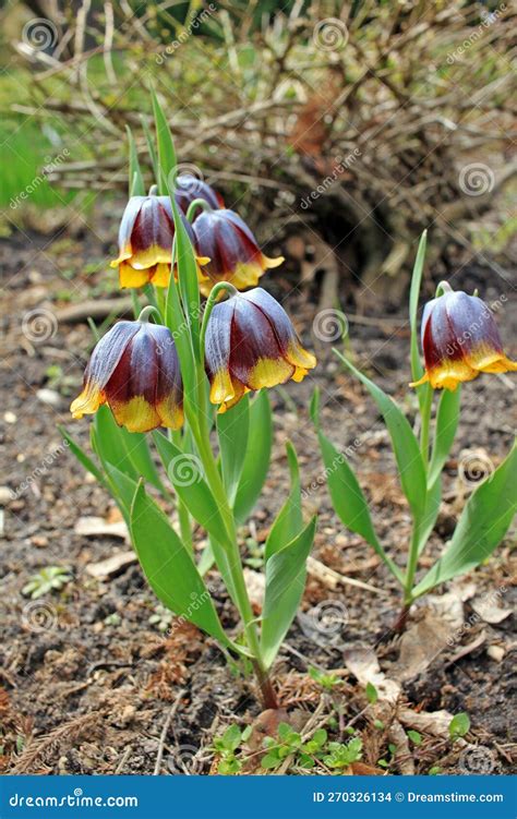 Fritillaria Michailovskyi Flowers Stock Photos - Free & Royalty-Free ...