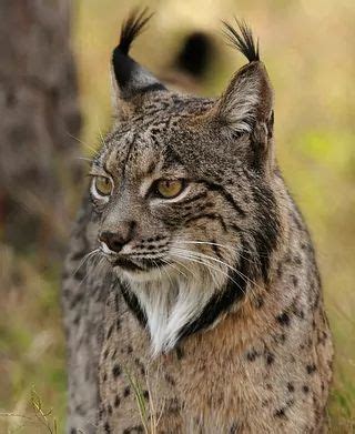 El milagro del lince ibérico su población supera ya los mil ejemplares