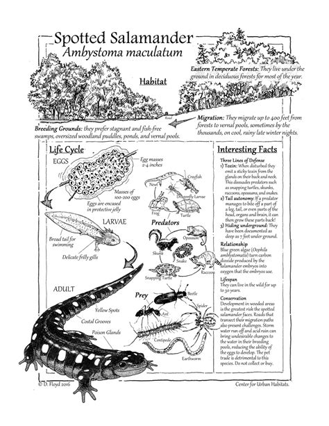 Spotted Salamander Life Cycle