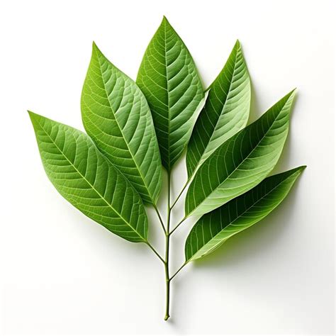 Premium Ai Image Isolated Of Feathery Locust Delicate Bipinnately
