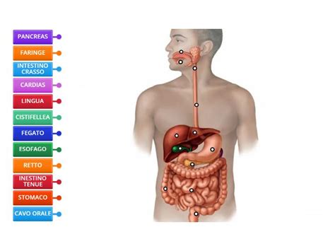 APPARATO DIGERENTE Labelled Diagram