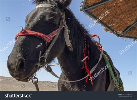 Black Desert Horse Chart Keski