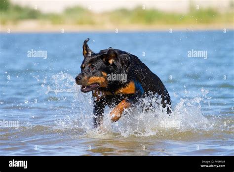 Rottweiler dog running hi-res stock photography and images - Alamy