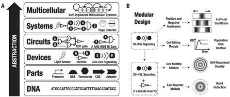 Design Principles Of Synthetic Biology A Abstraction Hierarchy From Download Scientific