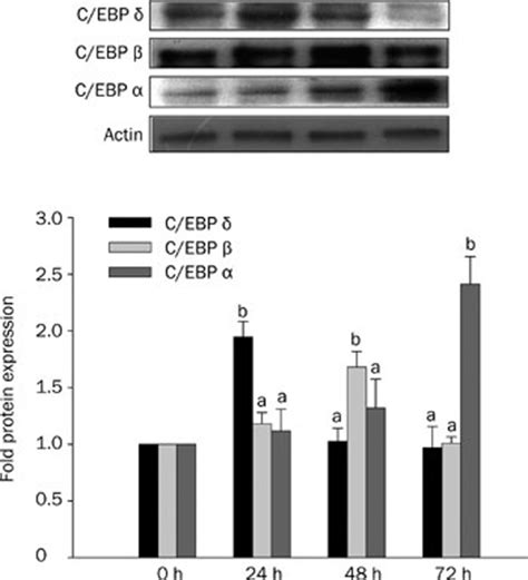 The Protein Expression Of Ccaat Enhancer Binding Protein C Ebp Delta Download Scientific