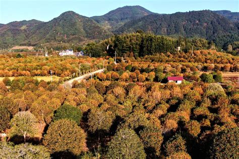 每日一景｜南平浦城：丹桂花开香满城 浦城风采 浦城新闻网