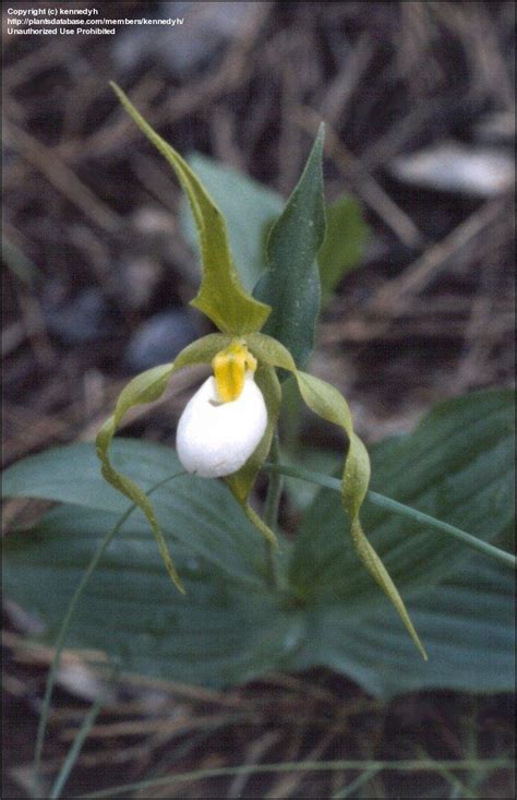 Plantfiles Pictures Species Orchid Cypripedium Large Lady S Slipper