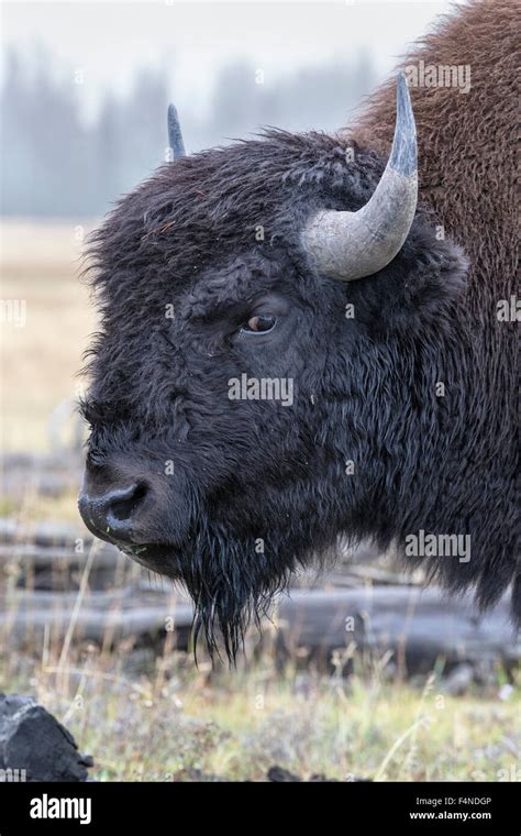 American Bison Bison Bison Face Hi Res Stock Photography And Images Alamy