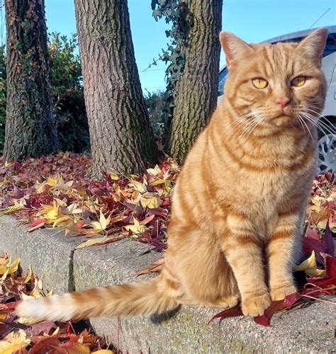 Albiate appello per il gatto Romeo che non è più alla colonia Il