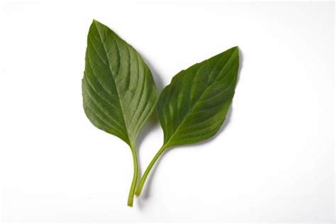 Sesame Leaves Stock Photos Images And Backgrounds For Free Download