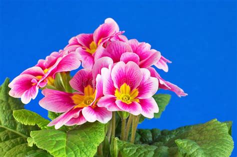 Primula della primaverina immagine stock. Immagine di fogli - 111713465