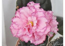 Узамбарская фиалка домашняя от Елены Троицкой. Фиалки в домашних условиях