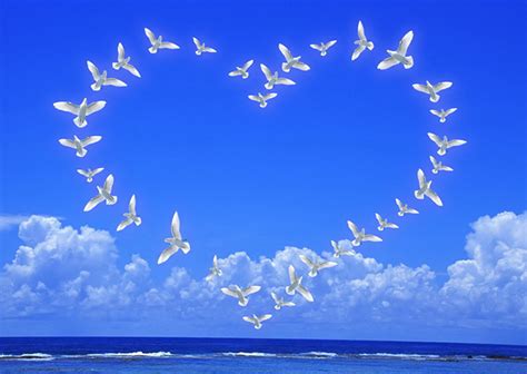 Peaceful Doves In Hd A Serene Wallpaper Experience