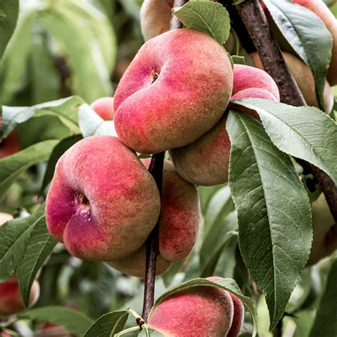 Galaxy Donut Peach: Flat Peach, Best Tasting, Largest Saturn Peach
