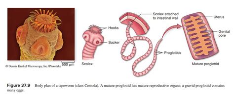 Taenia Mature Proglottid Label