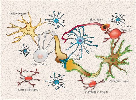 Glial Cells Diagram