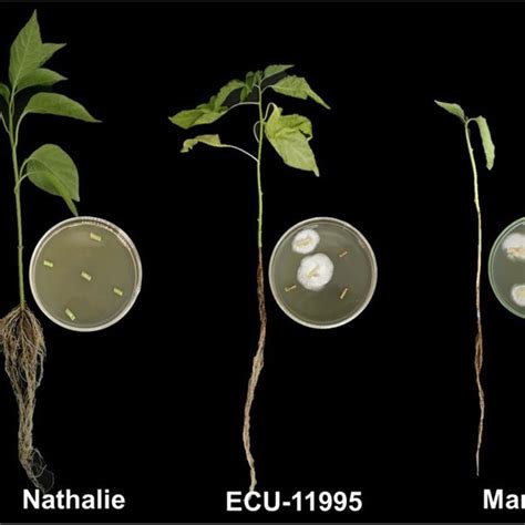 Symptoms Of Root And Crown Rot Disease In Capsicum Spp Genotypes At Download Scientific