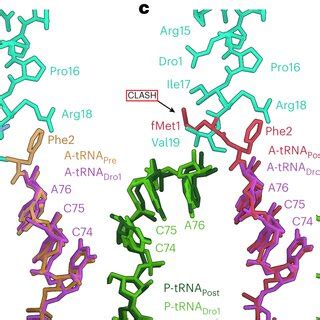 Cryo EM Structures Of Drosocin Bound Ribosomal Complexes Ac Cryo EM