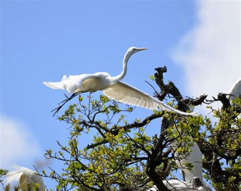 Great White Heron Flying Free Stock Photo - Public Domain Pictures