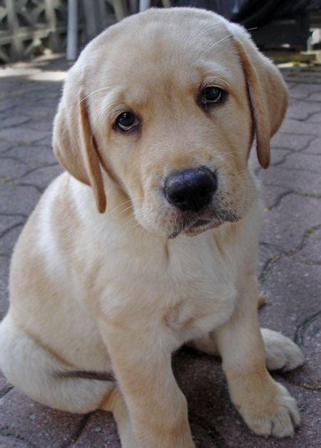 🔥 [50+] Yellow Lab Puppy Wallpapers | WallpaperSafari