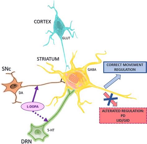 Frontiers Interactions Between The Serotonergic And Other