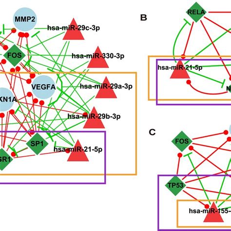 Three Modules In The Mi Specific Mirna And Tf Mediated Network The