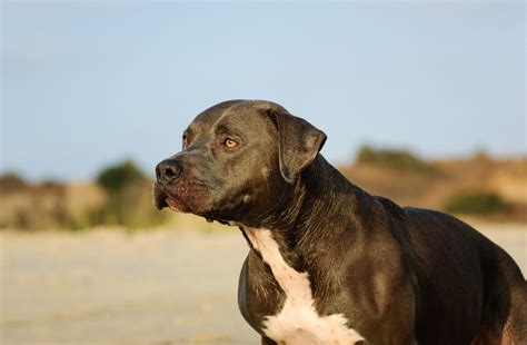Blue Nose Pitbull: Facts, Care, and FAQs - Hunter Games Magazine