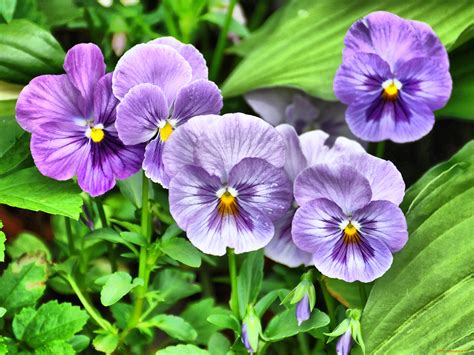 Обои Цветы Анютины глазки (садовые фиалки), обои для рабочего стола ...