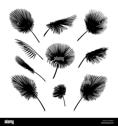 Vector Palm Leaves Set Exotic Palm Leaf Silhouette Stock Vector Image