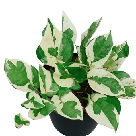 Njoy Pothos Unbeleafable