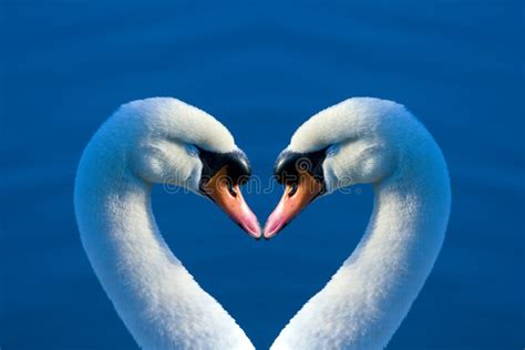 Swan heart stock image. Image of perfect, swans, birds - 3901851