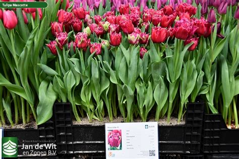 Mascotte ® | Tulip | Jan de Wit en Zonen B.V.
