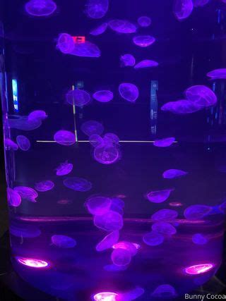 Bunnycocoa Missbunnycocoa Nude OnlyFans NudoStar TV