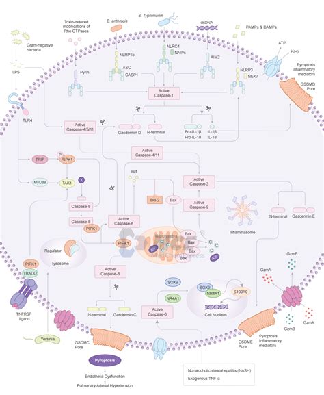 Pyroptosis Signaling Pathway MedChemExpress