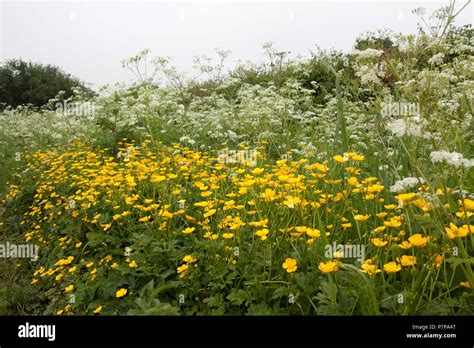 Buttercups Are Poisonous High Resolution Stock Photography And Images