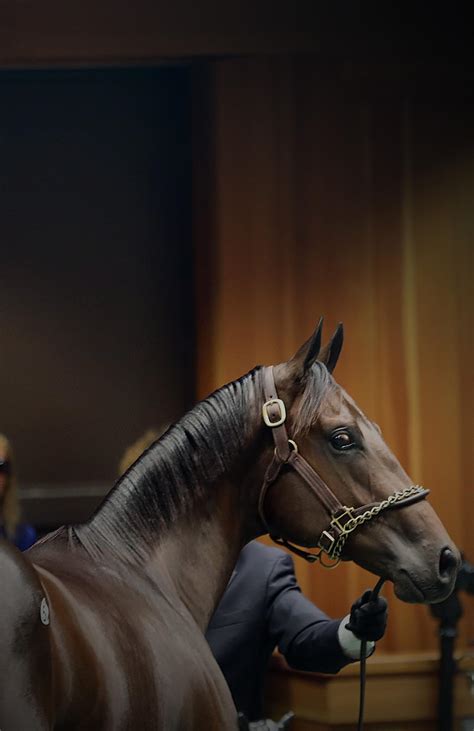 2023 Selected Yearlings Sales Guide Saratoga Sale By Studio 34 Issuu