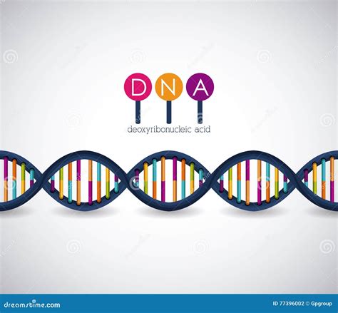 The Structure Of The Chromosome The Structure Of The Dna Molecule