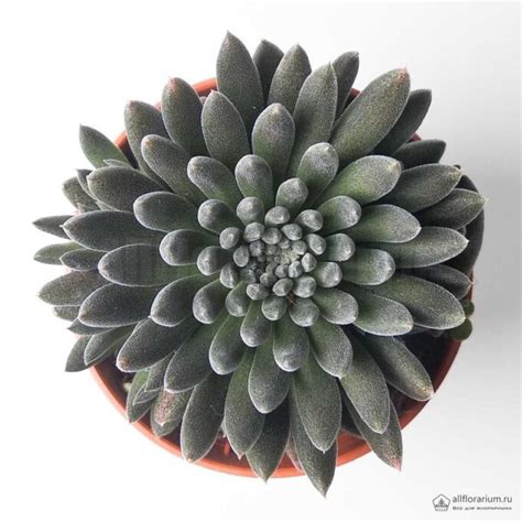 Пахифитум Овиферум - Pachyphytum Oviferum - Всё для флорариума