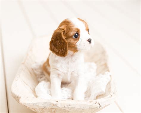 Beautiful Cavalier King Charles Puppies | Dogs & Puppies for Rehoming | Calgary | Kijiji