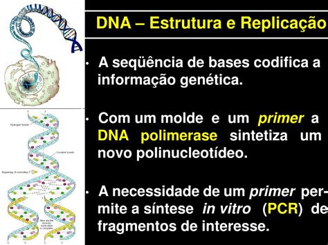 Ppt Marcadores Moleculares Baseados Em Dna Powerpoint Presentation