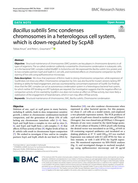 Pdf Bacillus Subtilis Smc Condenses Chromosomes In A Heterologous