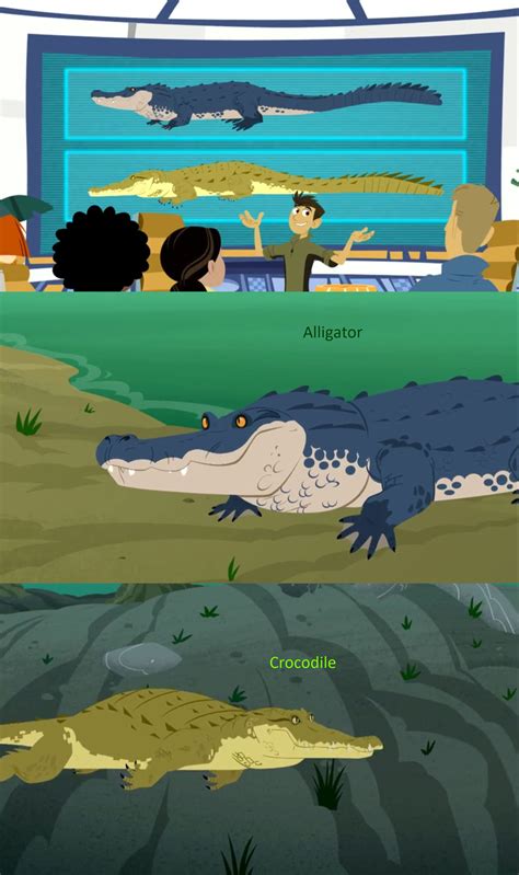 wild kratts crocodile  alligator  mdwyer  deviantart