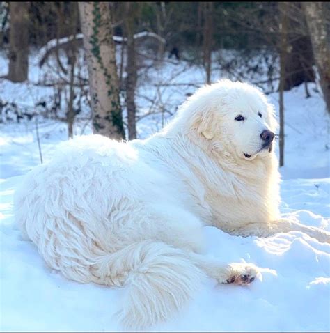 Great Pyrenees Dog Breed Information Artofit