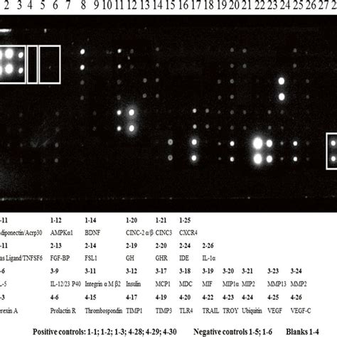 Characterization Of Bone Marrow Derived Mesenchymal Stem Download Scientific Diagram