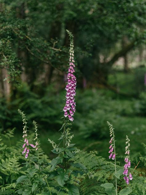 The Digitalis Guide – Plant Detectives