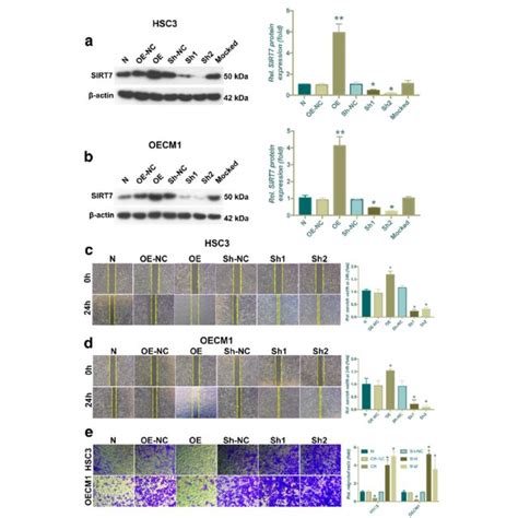 Sirt7 Impairs Oscc Cells Migration And Invasion In Vitro A The